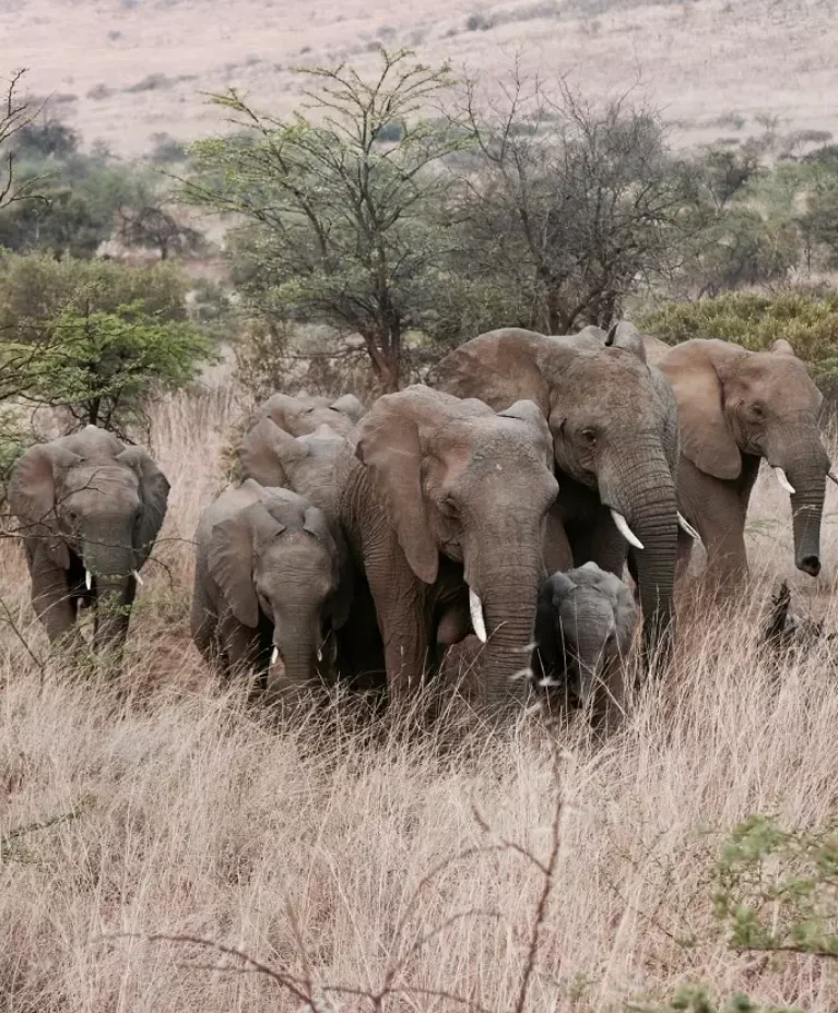 AnyConv.com__mozogo parc